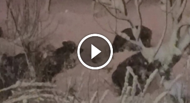 Ordu'da domuzlar şehir merkezine indi