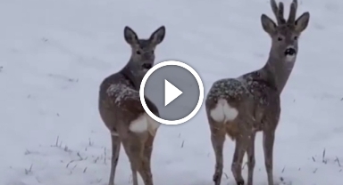 Yaban hayatı cep telefonu kamerasına yansıdı
