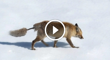 Artvin'de görüntülenen kızıl tilki, ilginç kuyruğuyla dikkat çekti   