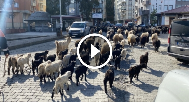 Caddelerde koyun sürüsünü görenler şaşkına döndü! Artvin'de yayla göçü erken başladı   