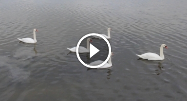 Çanakkale'ye gelen kuğular dron ile kaydedildi 