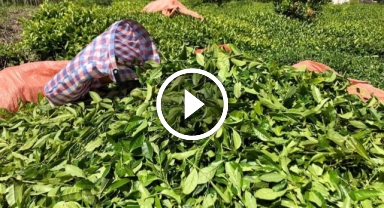 Çayın karbon ayak izini Adana'da aradı, Rizeli çay üreticilerini kızdırdı    