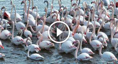 Flamingolar dronla görüntülendi