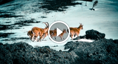 Görkemli dağ keçileri kendine hayran bırakıyor