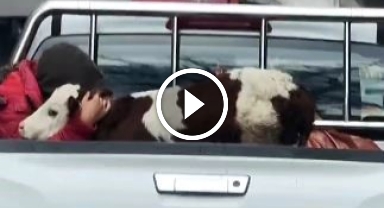 Hasta buzağısı 'Korkmasın" diye kamyonetin kasasında sarılarak yalnız bırakmadı