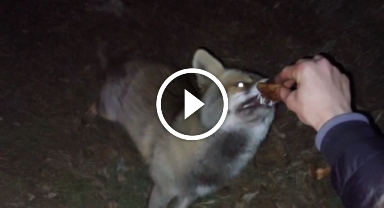 İftar vakti yiyecek arayan tilki, iftar sofrasına denk geldi   