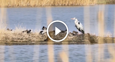  İlkbaharın gelişiyle Ağrı Dağı'nın etekleri göçmen kuşlarla şenlendi