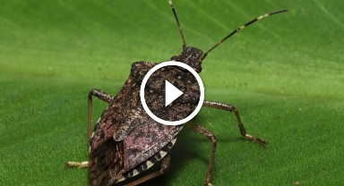 Kahverengi kokarca kış uykusundan erken uyandı   