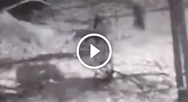 Kurtlara tek başına karşı koydu