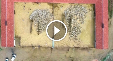 Yüzlerce kuzu anneleriyle beslenme saatinde buluştu, o anlar dron kamerasında   