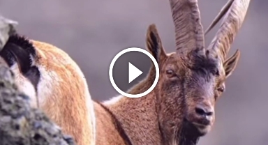 Artvin Deriner Barajı'nda yaban keçileri görüntülendi   