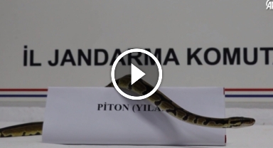 Bir iş yerinde "kraliyet pitonu" bulundu