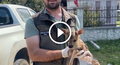  Bitkin bulunan karaca yavrusu bakıma alındı