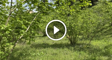 Fındıkta Kaliteyi Artırmak İçin 2025 Sezonu Öncesi Öneriler ve Hazırlıklar