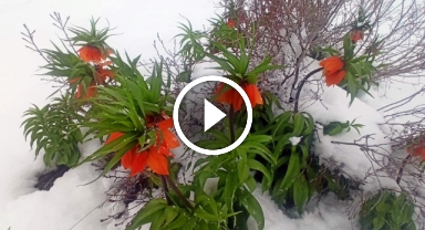 Kar altında kalan ters laleler kartpostallık görüntü oluşturdu