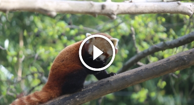 Kızıl pandalar yan gelip yatıyor