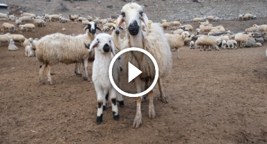 Koyun ve kuzuların coşkulu buluşması havadan görüntülendi