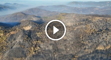 O kentte ormanlar küllerinden doğacak: 5 milyondan fazla fidan toprakla buluşacak   