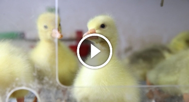 Ordu'dan Kars'a kaz satışı yapıldı