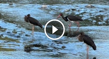 Türkiye'de nadir görülen kara leylekler o kentte görüntülendi