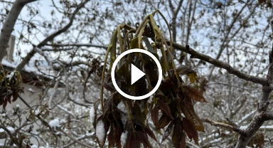 Türkiye'nin önemli ceviz üretim merkezini zirai don vurdu   