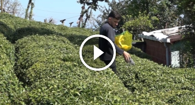 Yaş çay üreticileri son hazırlıklarını tamamlıyor   