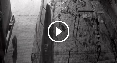  Yiyecek aramaya inen ayıyı köpekler kovaladı: O anlar kamerada