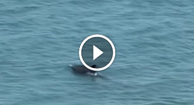 Yunus balıklarından görsel şölen