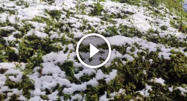 Zirai don çayı da vurdu