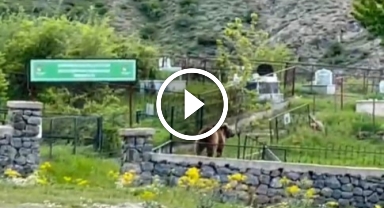 Artık her yerdeler! Ayılar şehir merkezine indi