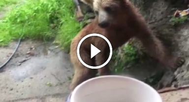 Ayı evin kapısına kadar geldi, çöpleri karıştırdı: O anlar kamerada