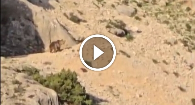 Ayı gören çoban kurt gibi uludu