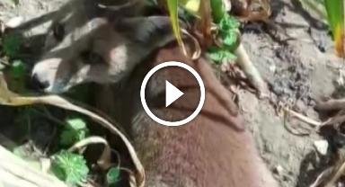 Bahçesine giren tilkiye böyle seslendi: "Kanun namına teslim ol"