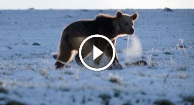 Boz ayı böyle görüntülendi