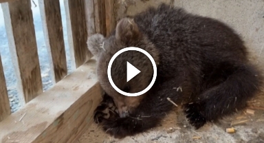 Doğada annesiz ve bitkin bulunan yavru ayı koruma altına alındı