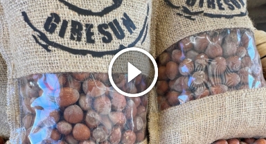 Fındıkta kahverengi kokarca popülasyonu ve zarar yoğunluğu araştırılıyor