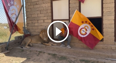 Galatasaraylı taraftar, şampiyonluğu aslanlarıyla kutladı   