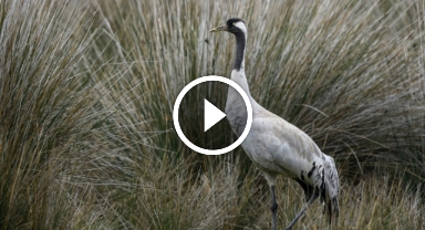 Gökyüzünün sessiz yolcuları için kuş göç rotaları haritalanıyor