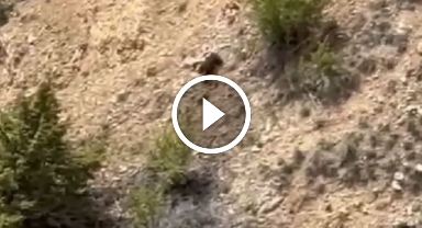 Gümüşhane'de yavru ayı görüntülendi