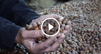 INC'nin Açıklaması Fındık Fiyatını Vurdu:Fındık Fiyatında Sert Düşüş!