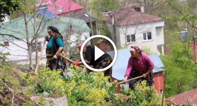 Karadeniz kadınının zorlu mesaisi başladı   