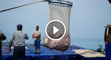 Samsun'da Türk somonu hasadı başladı