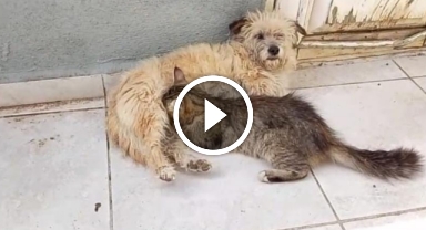 Tarçın adlı dişi köpek kedilere annelik yapıyor