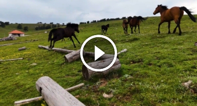 Yaylaların özgür ruhları yılkı atları havadan görüntülendi