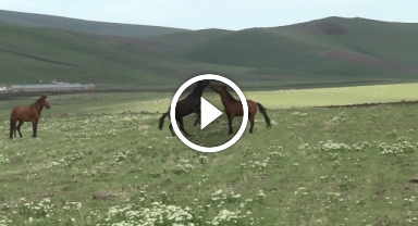 Yılkı atlarının güreşi kamerada