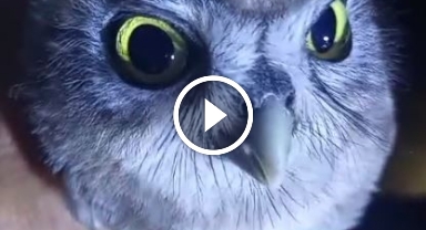  Yolda rastladığı yavru baykuşla kurduğu diyalog iç ısıttı