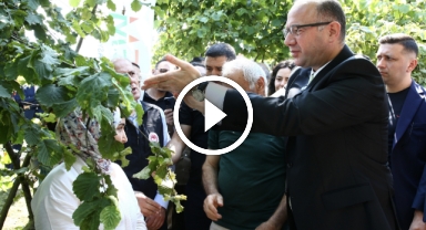 Giresun'da kahverengi kokarca ile mücadele edecek samuray arıları doğaya salındı