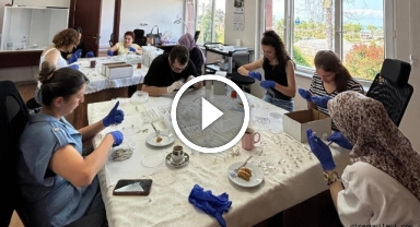 Giresun Fındık Araştırma Enstitüsü'nde Samuray Arısı Üretim Çalışmaları Sürüyor