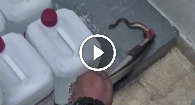 Hastanede yılan paniği