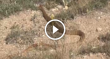 Hayvanlarını otlatırken fark etti, o anları kaydetti